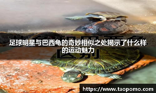 足球明星与巴西龟的奇妙相似之处揭示了什么样的运动魅力